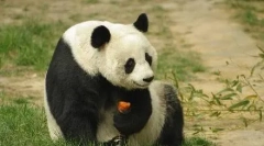 Top 10: zwierzęta, które zginęły w wyniku tragicznych wypadków